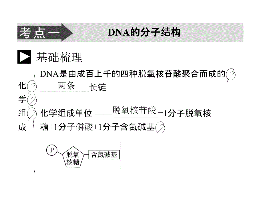 人教版教学课件生物高考一复习课件：必修2 第3章 第2节 DNA分子的结构ppt_第3页