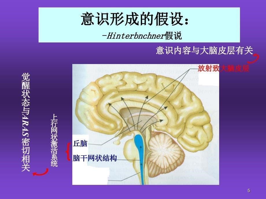 优质课件危重病人的意识评估_第5页