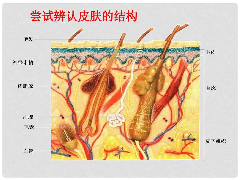 山东省惠民县七年级生物下册 3.4.2《汗液的形成和排出》课件 （新版）济南版_第4页