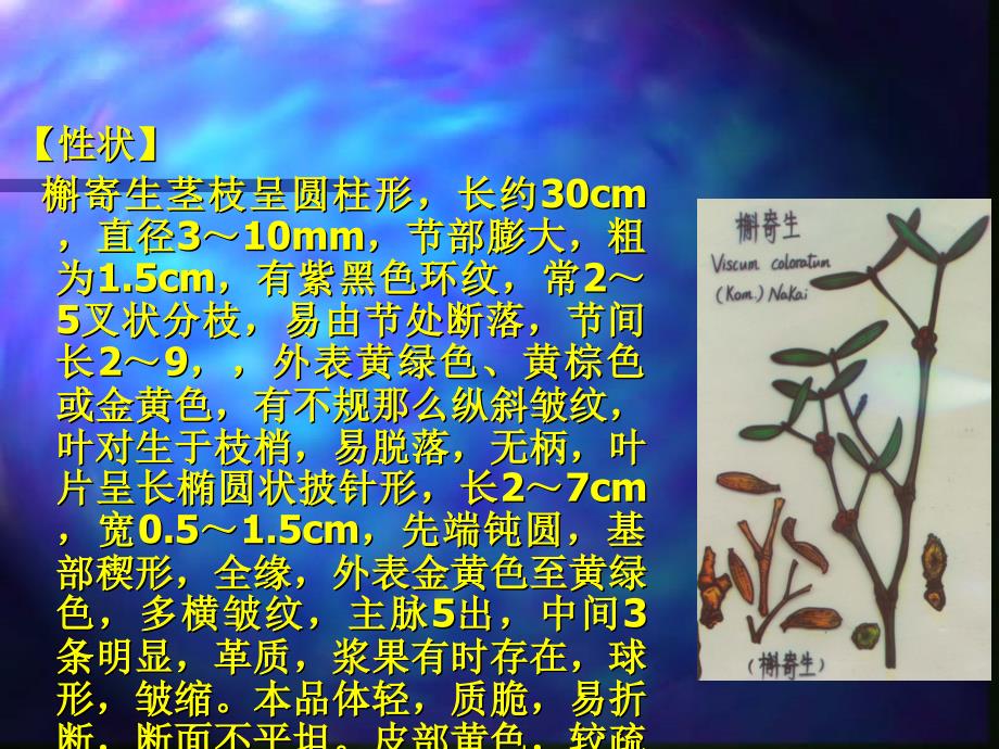 全草类中药槲寄生麻黄金钱草广霍香薄荷穿心莲肉苁蓉锁阳青蒿茵陈石斛_第3页