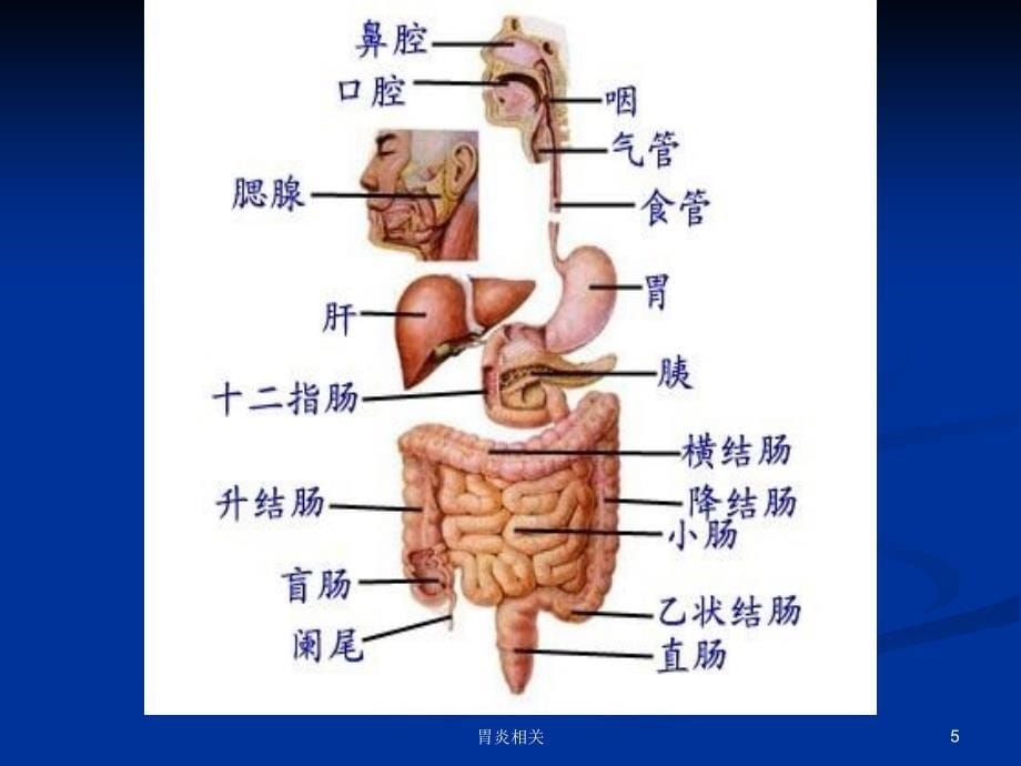 急性胰腺炎临床护理及护理进展（888）.ppt_第5页