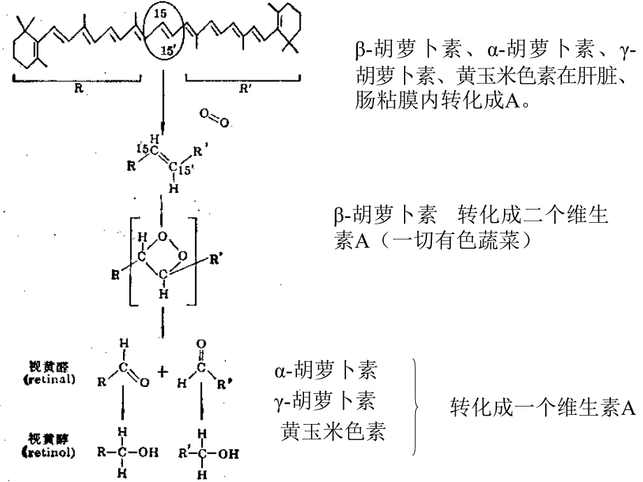 《维生素和辅酶》PPT课件_第4页