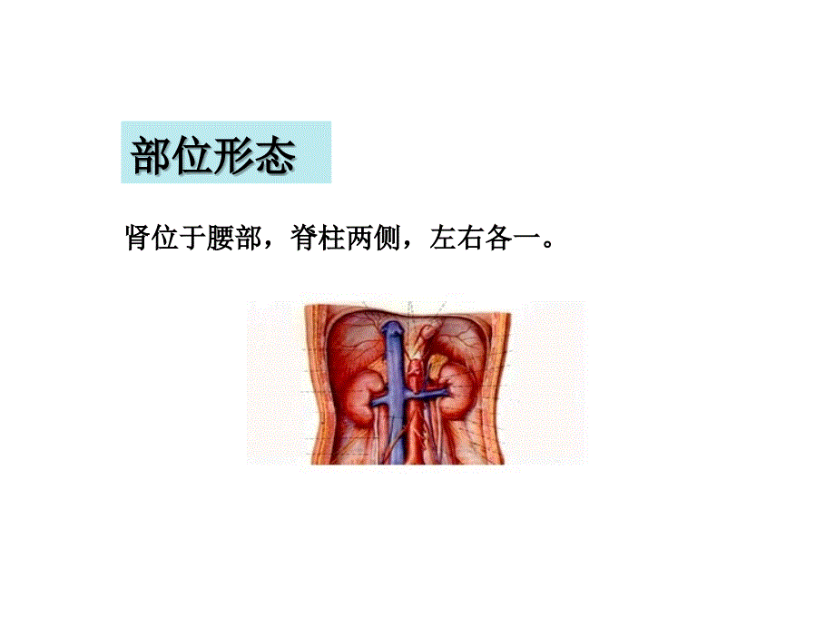 中医学课件五脏肾_第2页