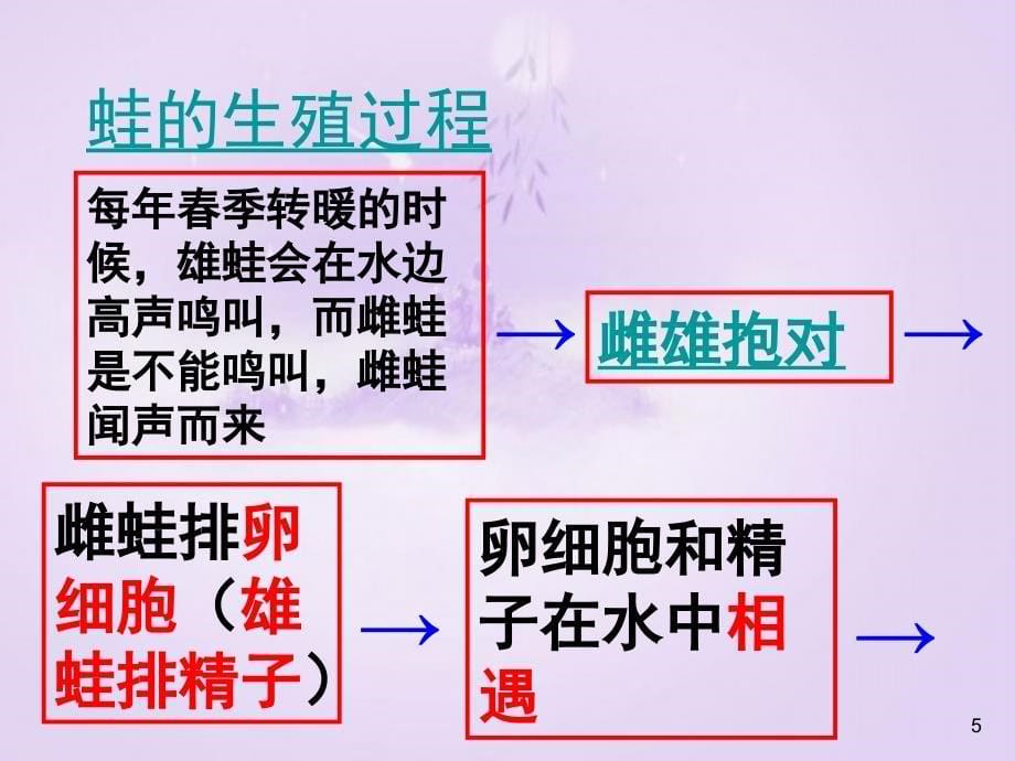 两栖类的生殖与发育ppt课件7（苏教版八年级下册）_第5页