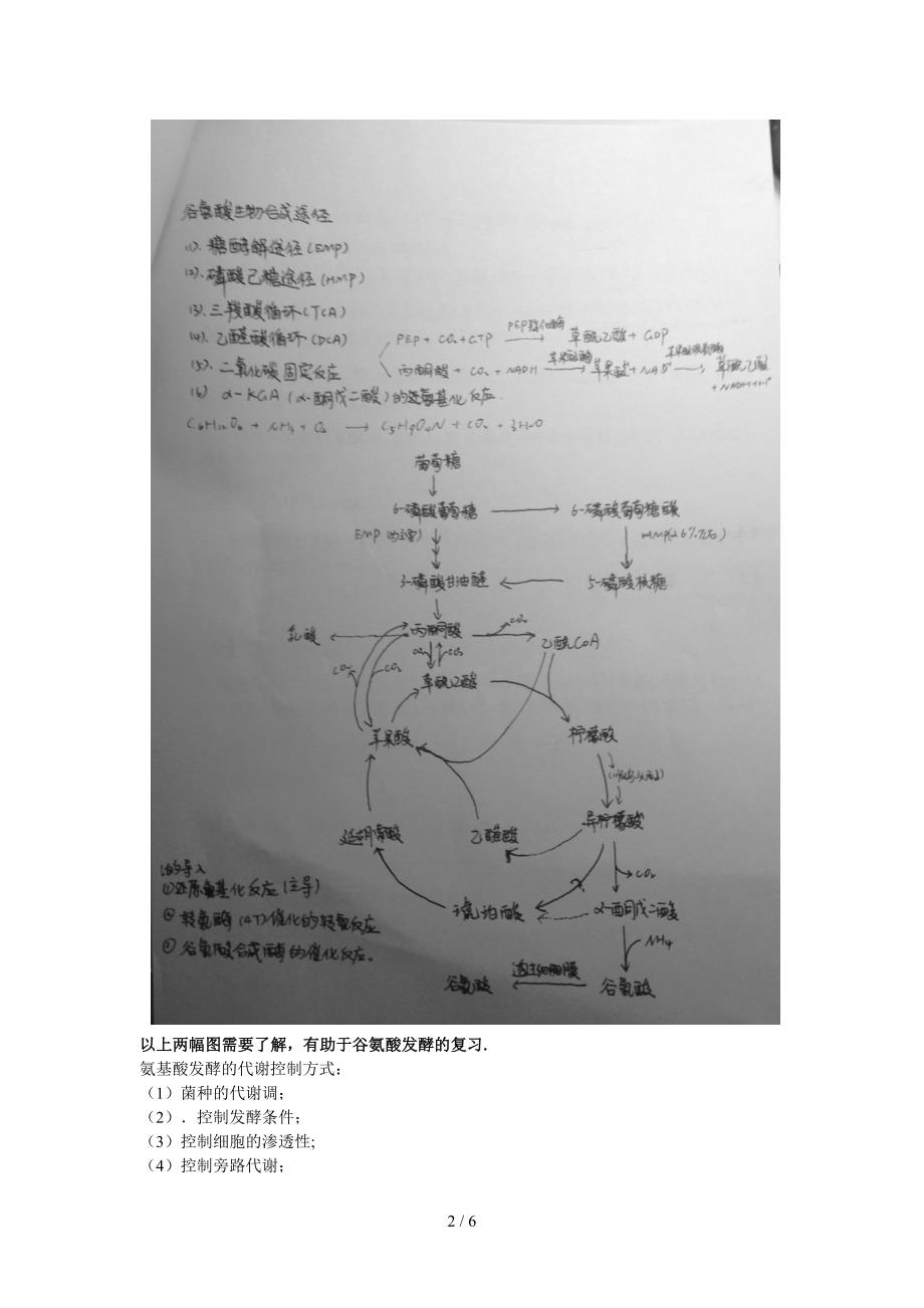 氨基酸工艺学_第2页