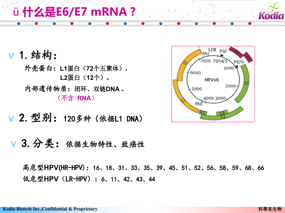 宫颈癌基因EEmRNA(南阳讲课)_第4页