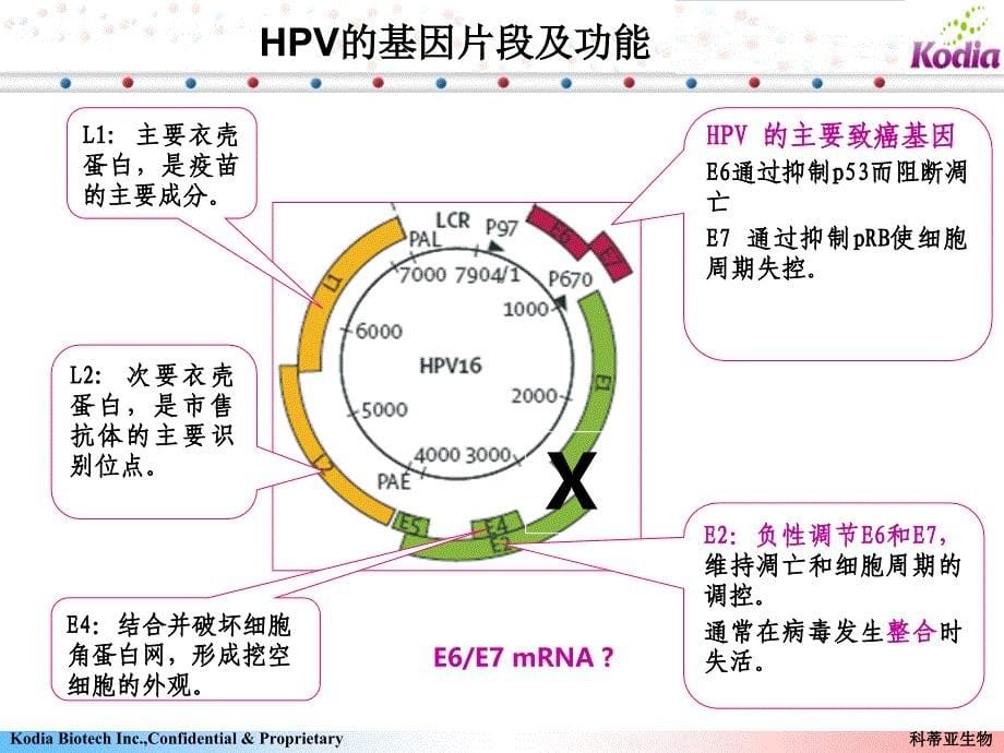 宫颈癌基因EEmRNA(南阳讲课)_第5页