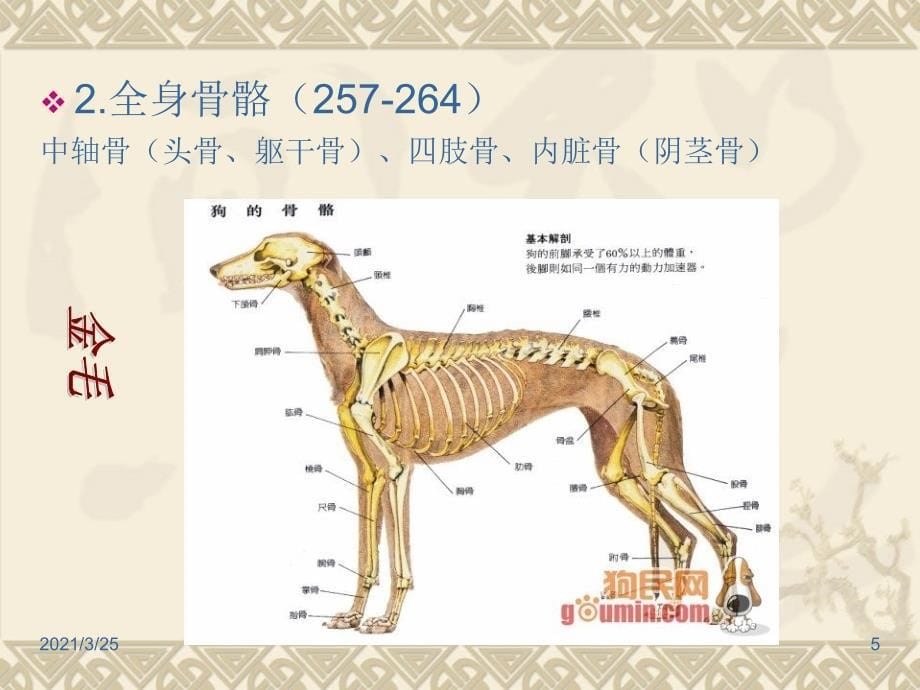 犬猫解剖生理特征PPT课件_第5页