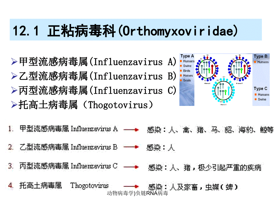 动物病毒学负链RNA病毒课件_第2页