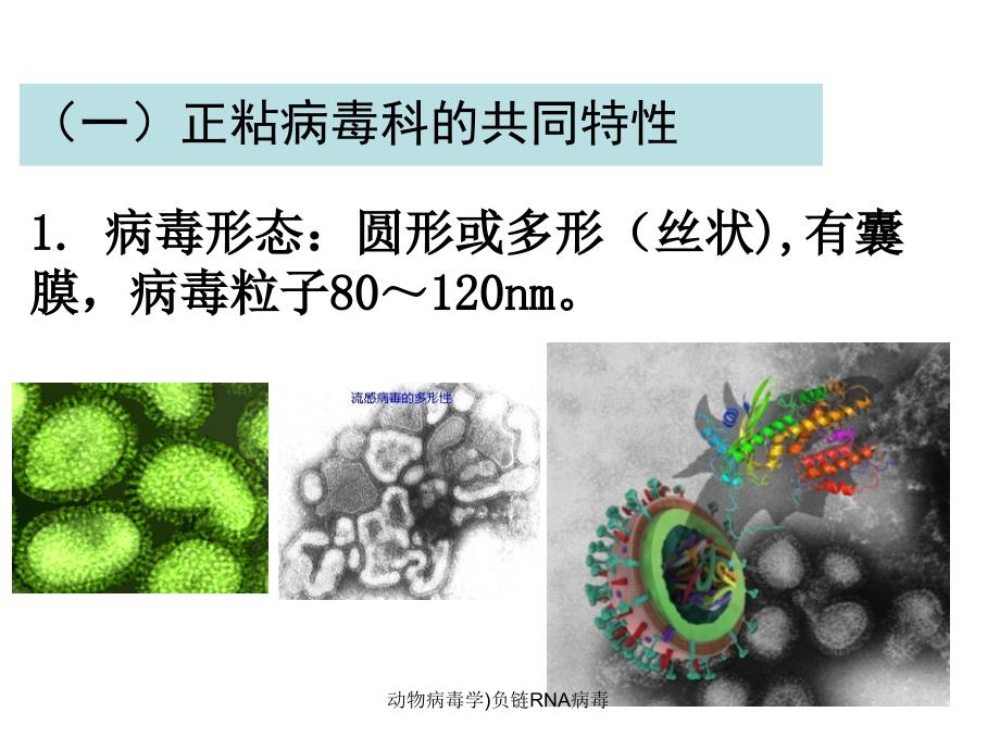 动物病毒学负链RNA病毒课件_第3页