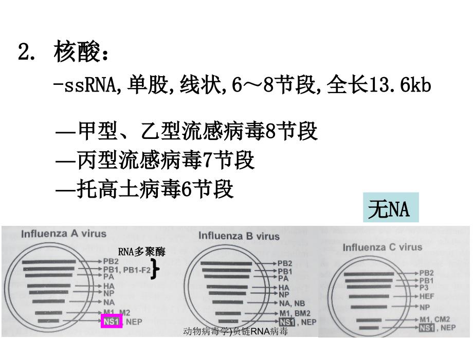 动物病毒学负链RNA病毒课件_第4页