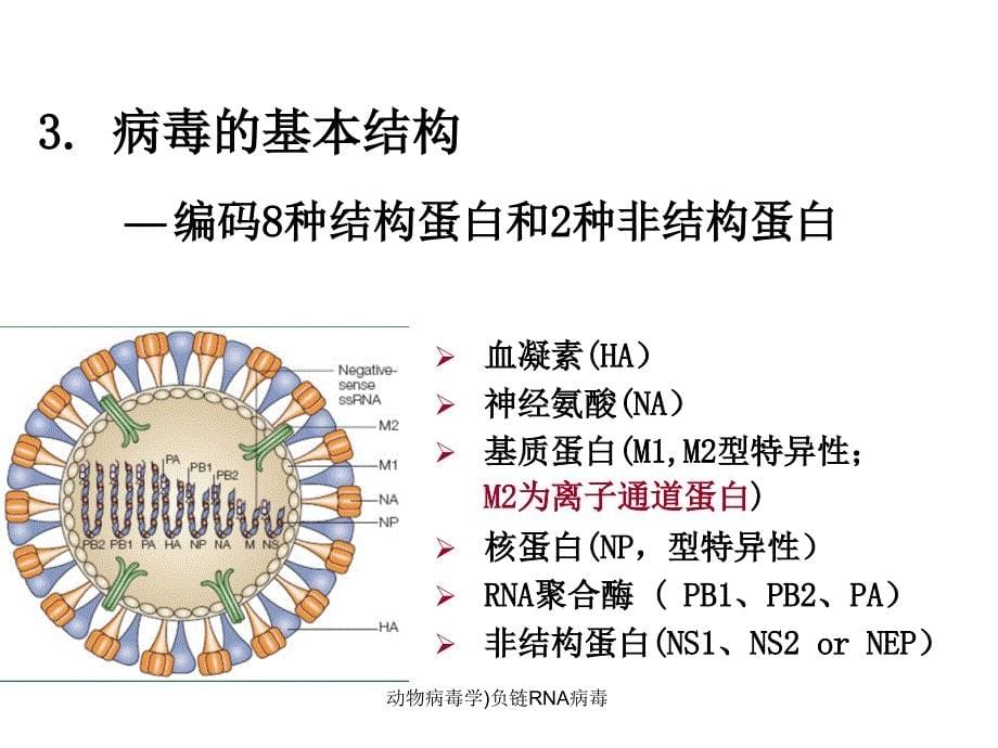 动物病毒学负链RNA病毒课件_第5页