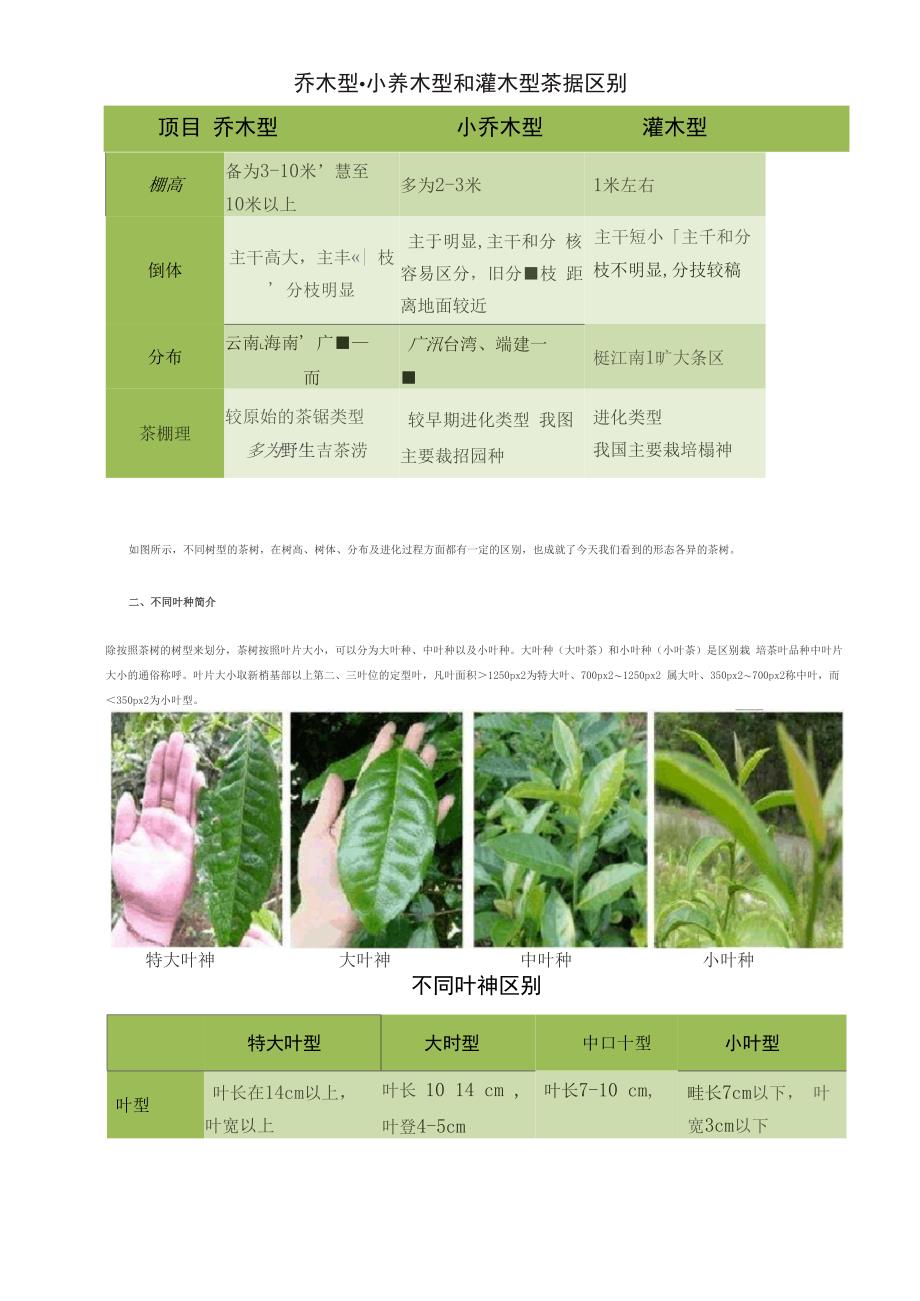 科学看待茶叶的树形、叶种与品质_第3页