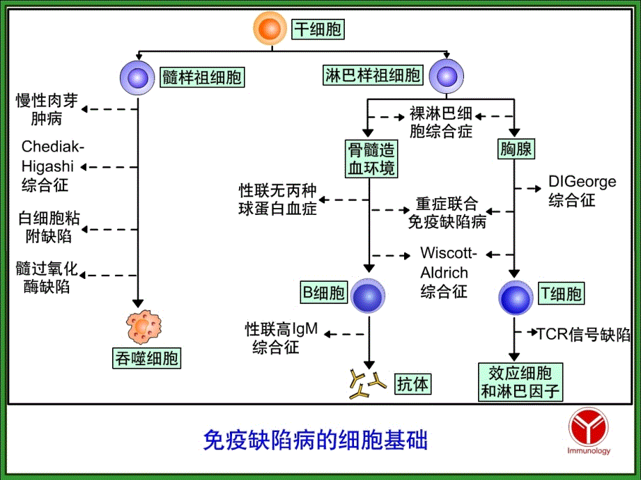 第19章 免疫缺陷病_第3页