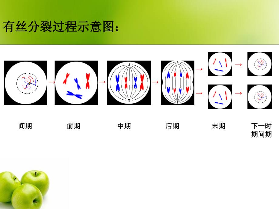 减数分裂过程及DNA、染色体和染色单体的变化减数分裂dna、染色体课件.ppt_第4页