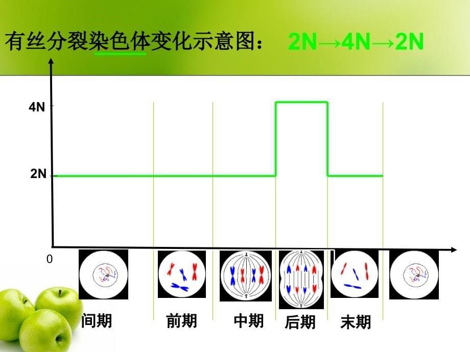 减数分裂过程及DNA、染色体和染色单体的变化减数分裂dna、染色体课件.ppt_第5页