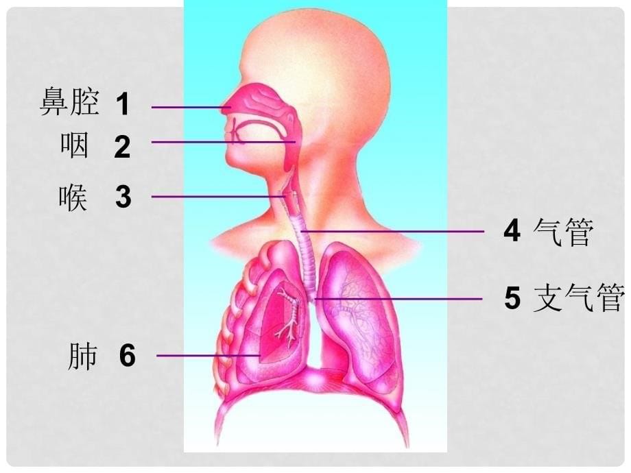 七年级生物下册 10.3 人体和外界环境的气体交换课件3 （新版）苏教版_第5页