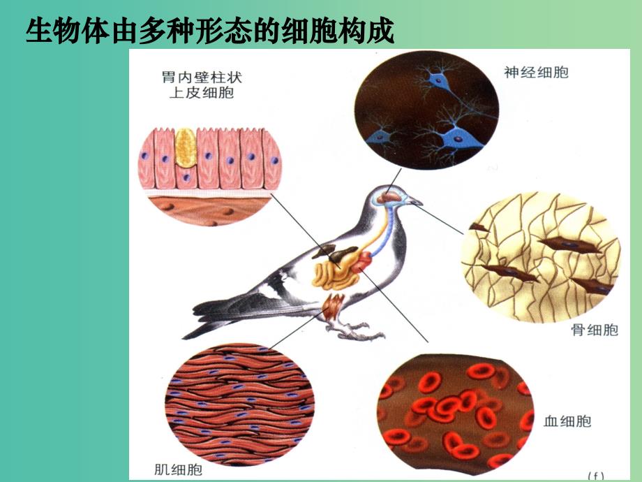 高中生物 6.2 细胞的分化课件 新人教版必修1.ppt_第2页