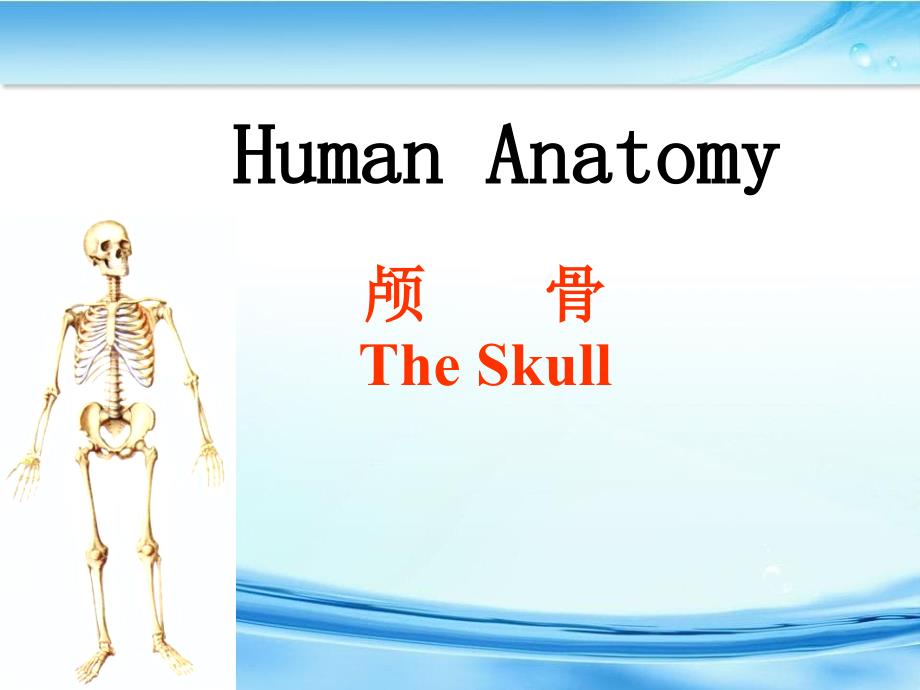 《骨学各论skull》课件_第1页