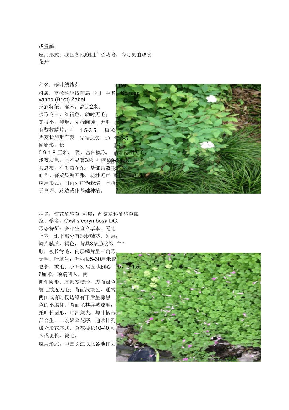 上海植物园草本花卉介绍汇编_第3页