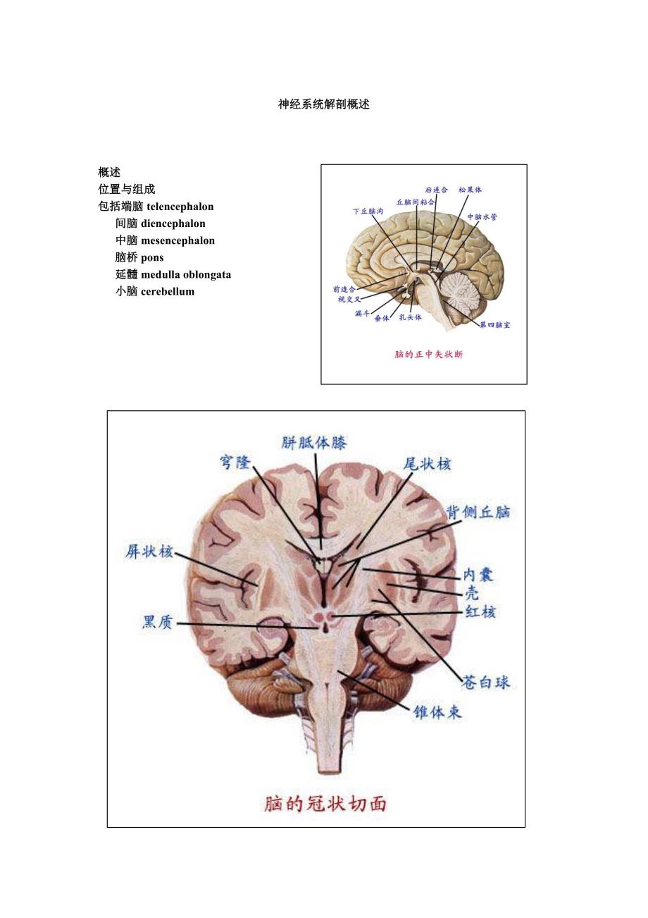 神经外科解剖+意识评分.doc_第1页