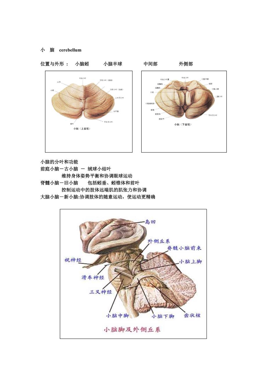 神经外科解剖+意识评分.doc_第3页