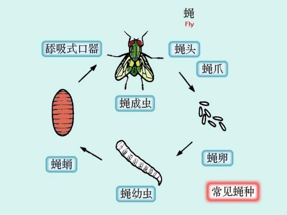 人体寄生虫学ppt课件医学节肢动物_第3页