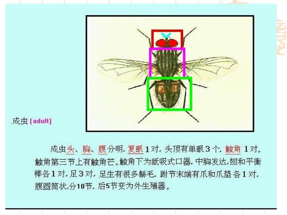 人体寄生虫学ppt课件医学节肢动物_第5页