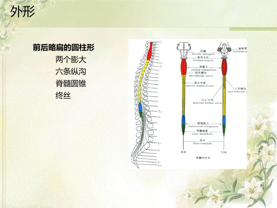 脊髓的解剖、功能与损伤表现_第4页