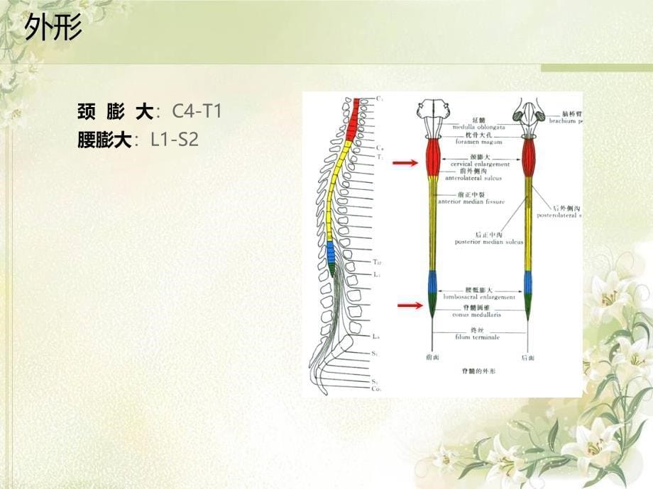 脊髓的解剖、功能与损伤表现_第5页