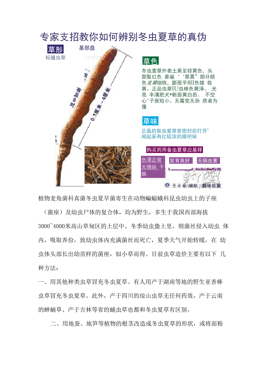 冬虫夏草的辨别_第1页