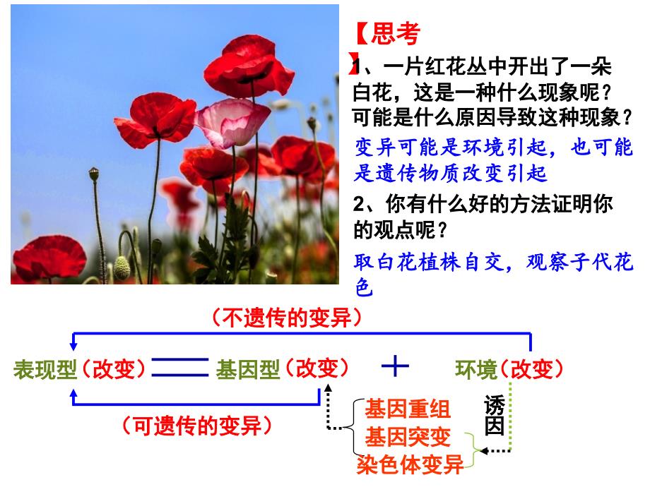 2018届高三生物一轮复习基因突变和基因重组（22张PPT）_第2页