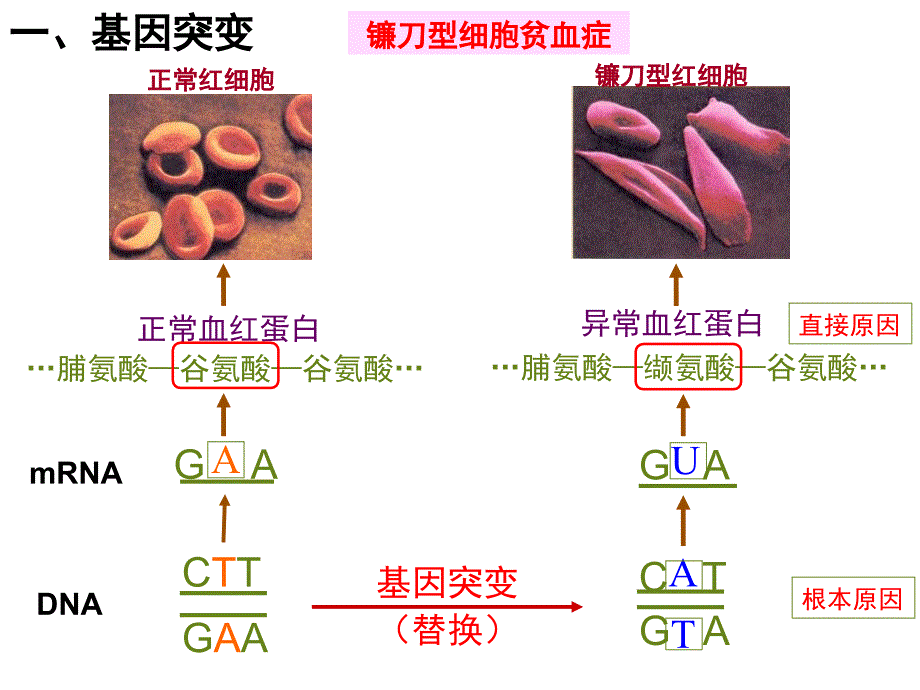 2018届高三生物一轮复习基因突变和基因重组（22张PPT）_第4页