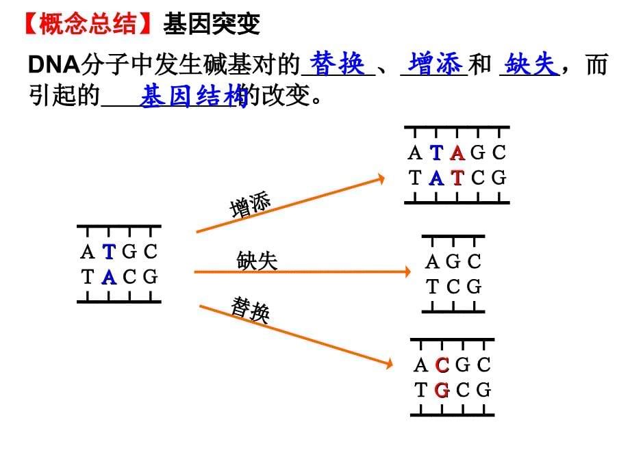 2018届高三生物一轮复习基因突变和基因重组（22张PPT）_第5页