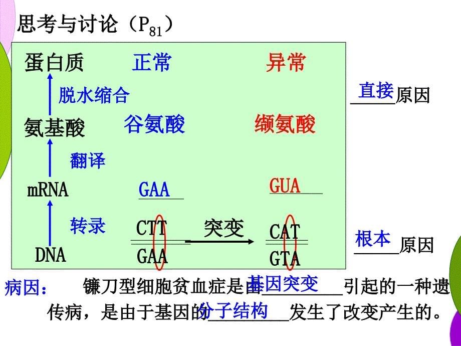 5.1基因突变和基因重组用_第5页