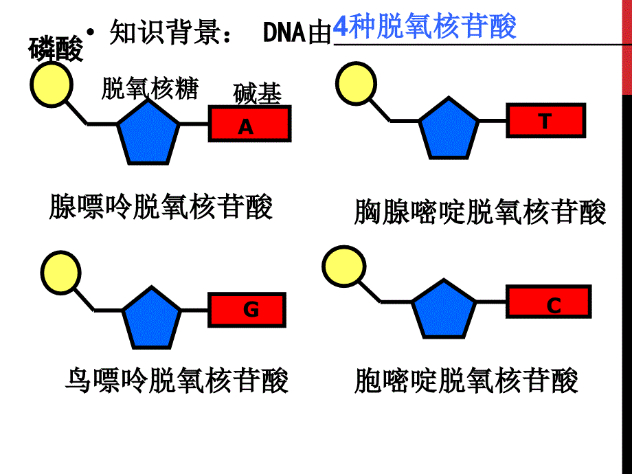 DNA分子的结构_第3页