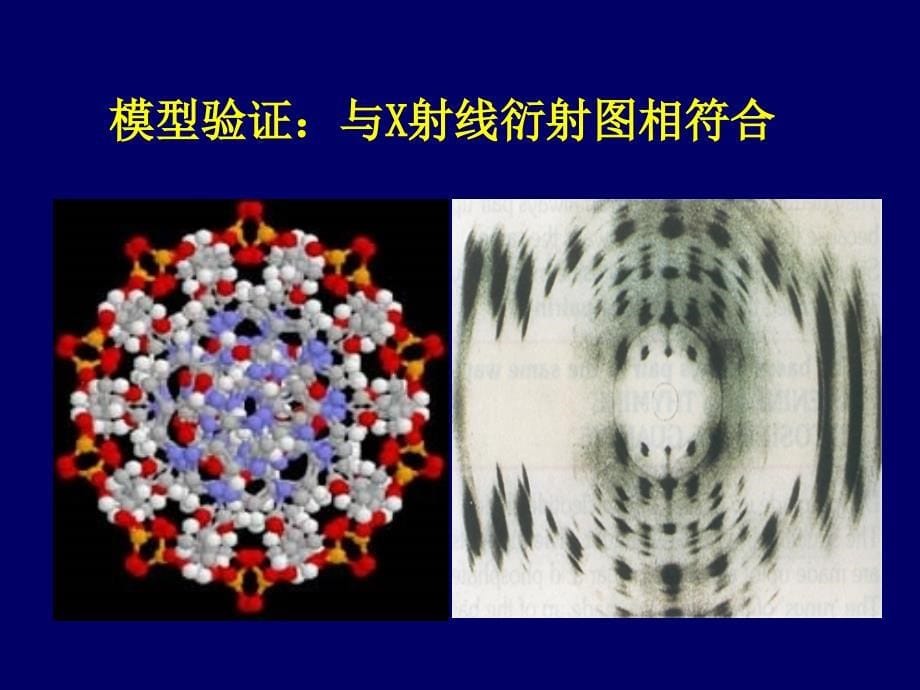 DNA分子的结构_第5页