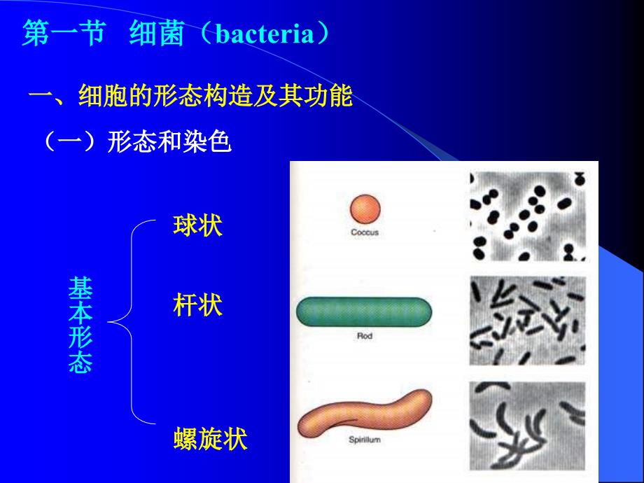 微生物第一章_第3页