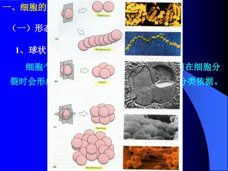 微生物第一章_第4页