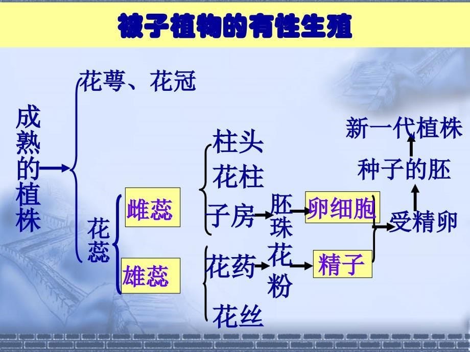 第一节植物的生殖1_第5页