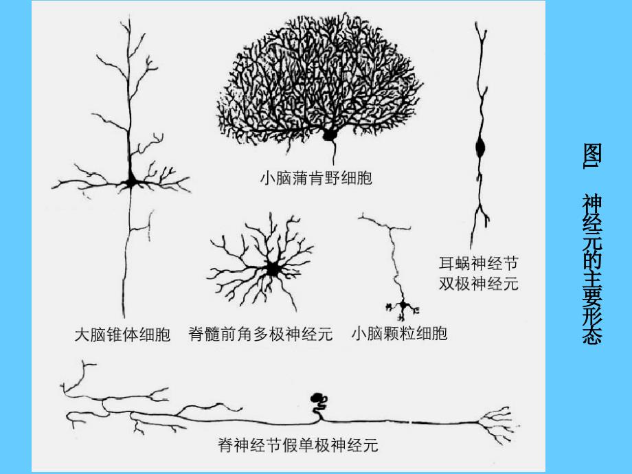 07神经组织文档资料_第3页