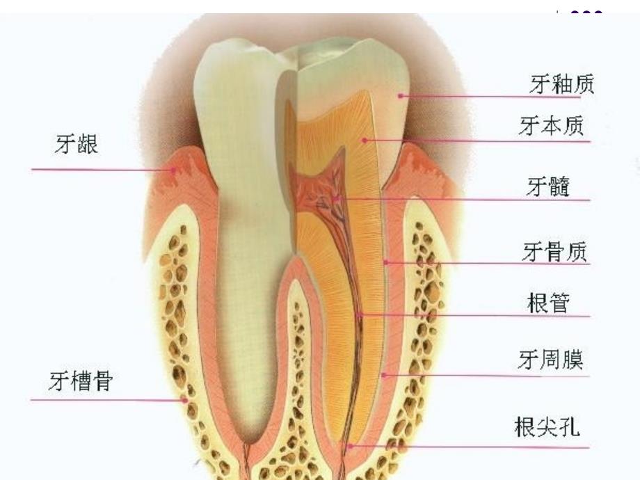 口腔科病人的护理PPT文档_第1页