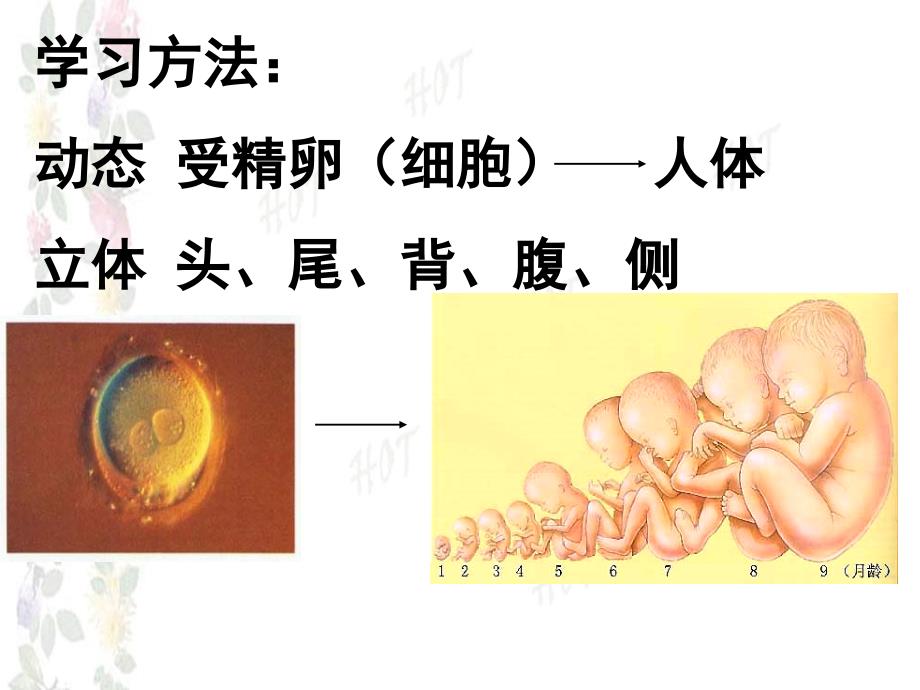 第十三章-胚胎学总论课件_第3页