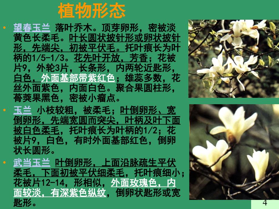 花类中药PPT课件_第4页