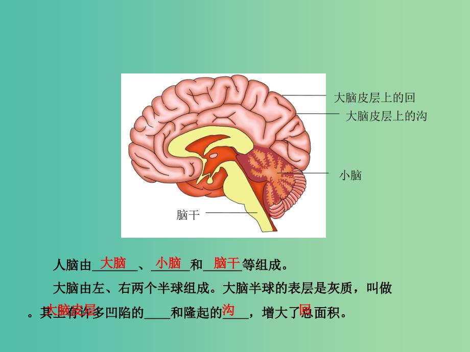 七年级生物下册 第四章 第四节 合理用脑——条件反射课件 冀教版.ppt_第2页