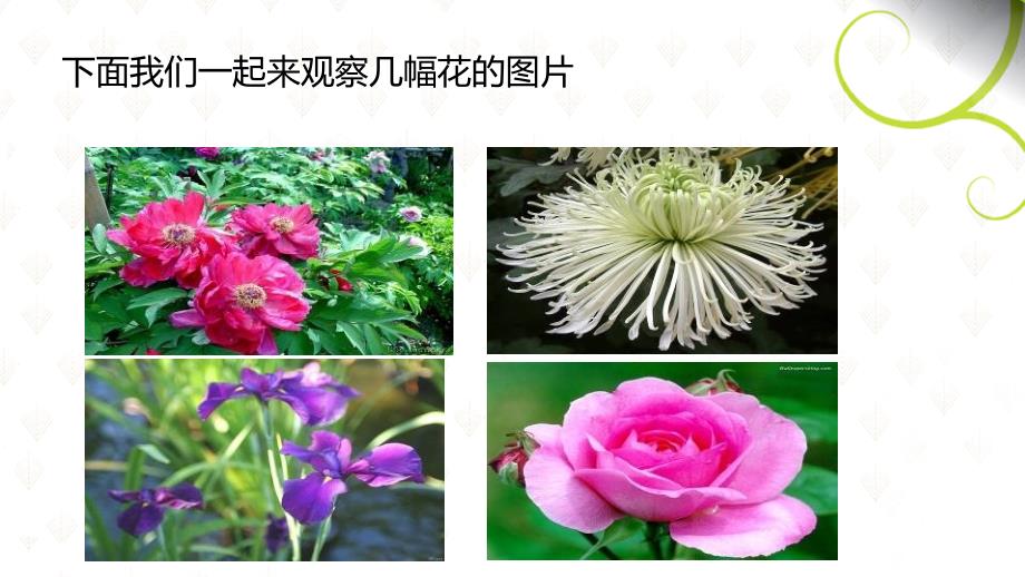 教学课件第三节开花和结果_第2页