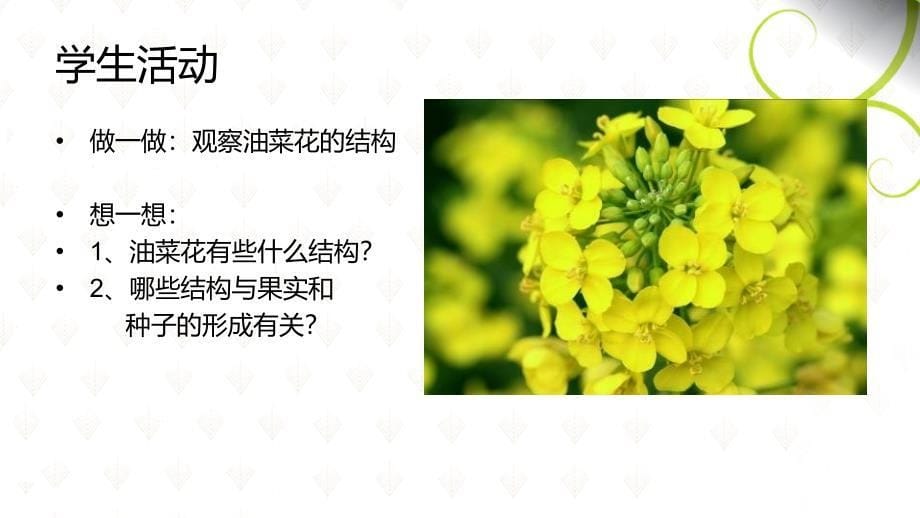 教学课件第三节开花和结果_第5页