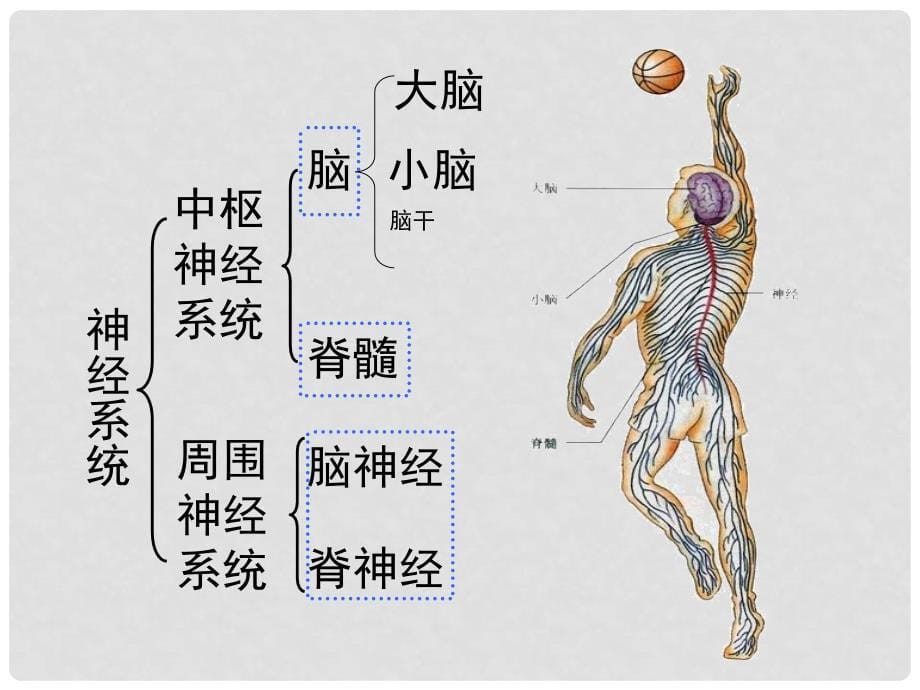 七年级生物下册 第四单元 第六章 第二节 神经系统的组成课件3 （新版）新人教版_第5页