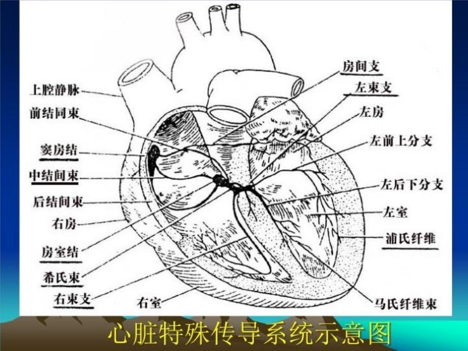 最新心电图基本知识.ppt2PPT课件_第4页