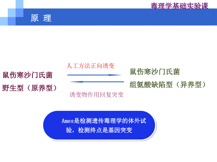 鼠伤寒沙门氏菌微粒体酶试验讲解_第2页